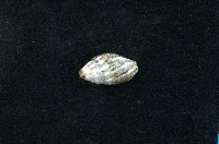藏品(大燄筆螺)的圖片
